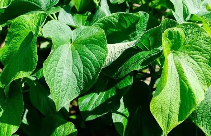 Kava
